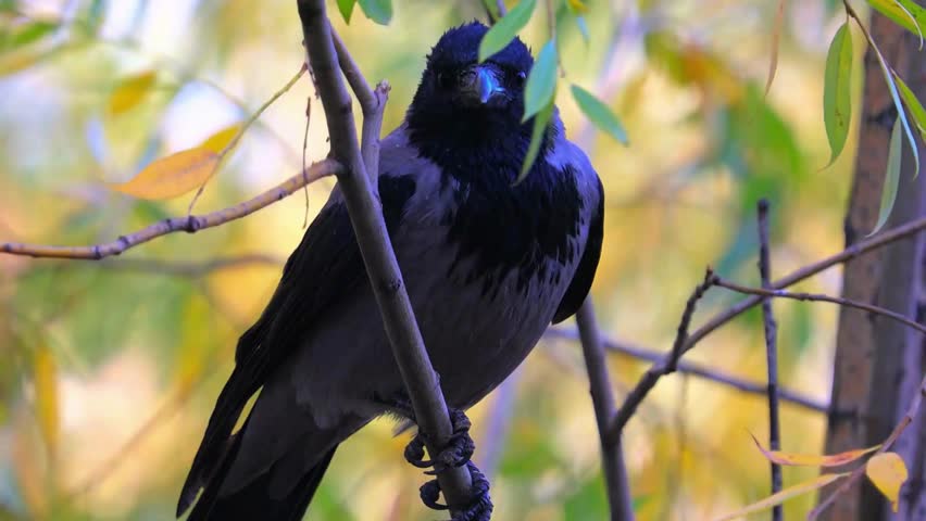 Hooded Crow Perching On A Branch