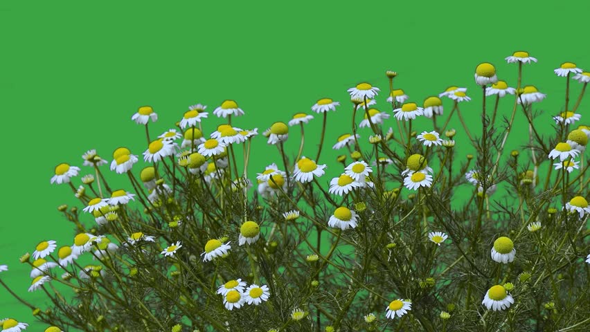 Shutterstock Video