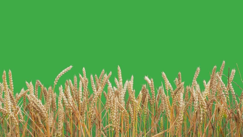 Wheat ears on green screen