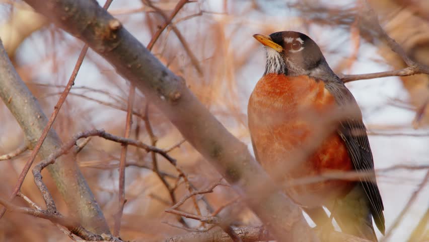 The American robin (Turdus migratorius) is a migratory songbird. Also known as the North American robin, it belongs in the thrush family, Turdidae.