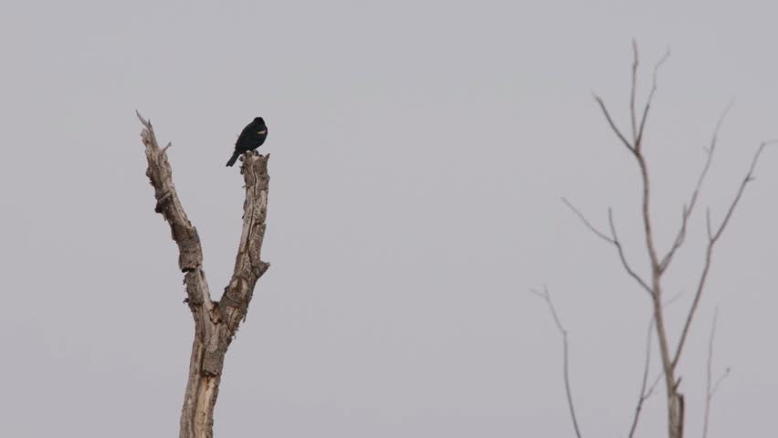 The red-winged blackbird (Agelaius phoeniceus) is a passerine bird of the family Icteridae found in most of North America and much of Central America.
