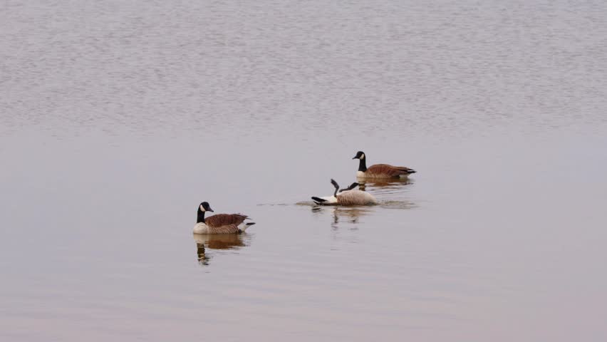Footage of a Gaggle Of Canada Geese Swimming On Calm Pond Water. Branta Canadensis.