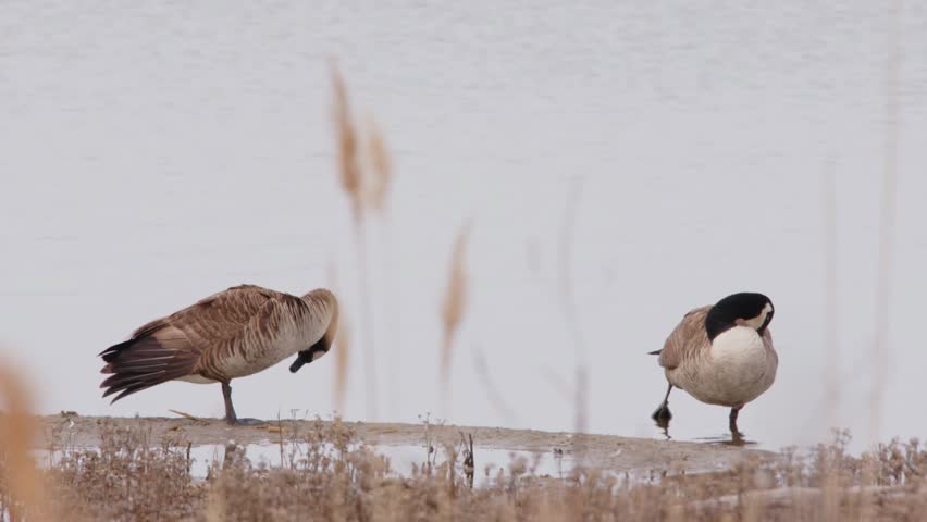 Close up of a Pair Of Canada Goose (Branta canadensis) Preening near a lake.