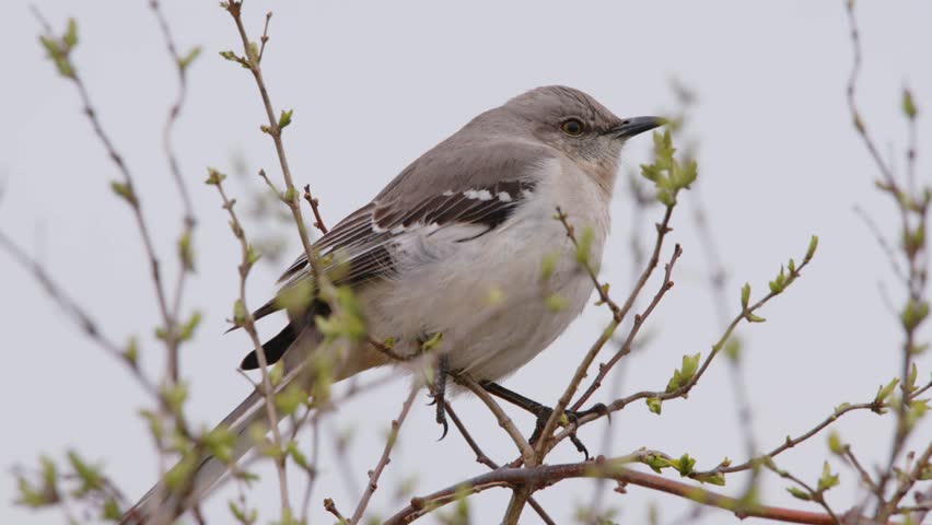 Close up of a Northern Mockingbird (Mimus polyglottos) perched on a tree.