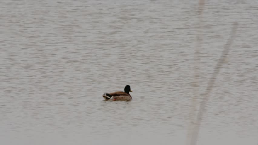 The American coot (Fulica americana), also known as a mud hen or pouldeau, is a bird of the family Rallidae.