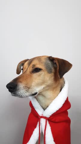 Dog costume for new year. Cute dog in red santa costume against white background. hound doggy turns head and looks attentively at camera, swallowing saliva and waiting for delicious Christmas dinner.