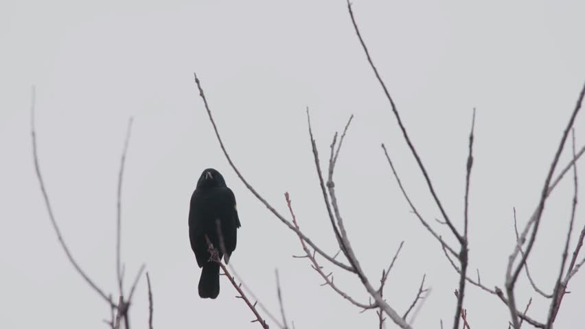 Footage of a red-winged blackbird (Agelaius phoeniceus) perched on a tree in Virginia North America.