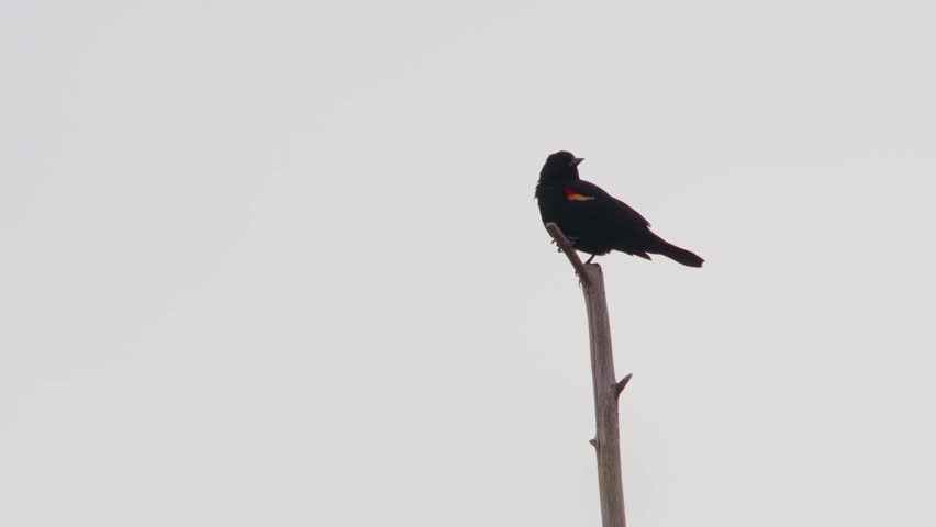 Close up of a Beautiful red winged black bird (Agelaius phoeniceus) perched on a tree, Virginia North America.