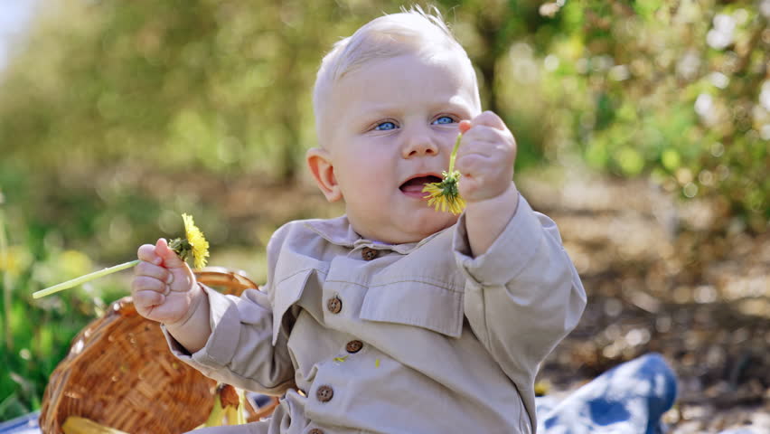 Adorable blue-eyed blond baby boy playing with flowers outdoors. Kid tries to put a dandelion to his mouth. Blurred garden at backdrop. Close up.
