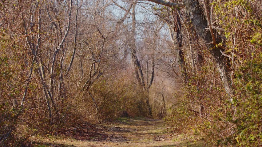 Grant Woods trail, Illinois, Chicago, usa.