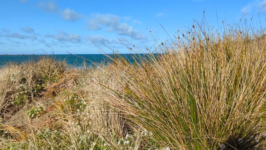 Coastal grasses on beach sand dunes moving in windy breeze at Lyall Bay in Wellington, New Zealand Aotearoa