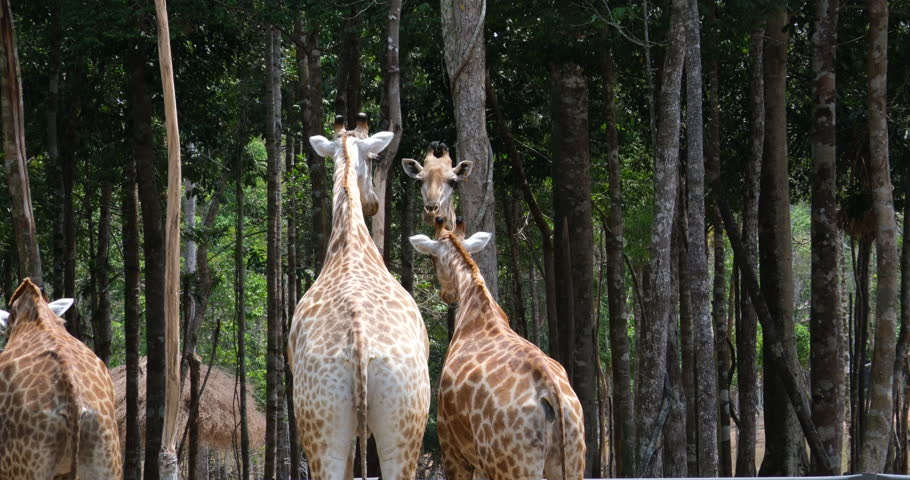 Beautiful scenery of three giraffes in the African forest.