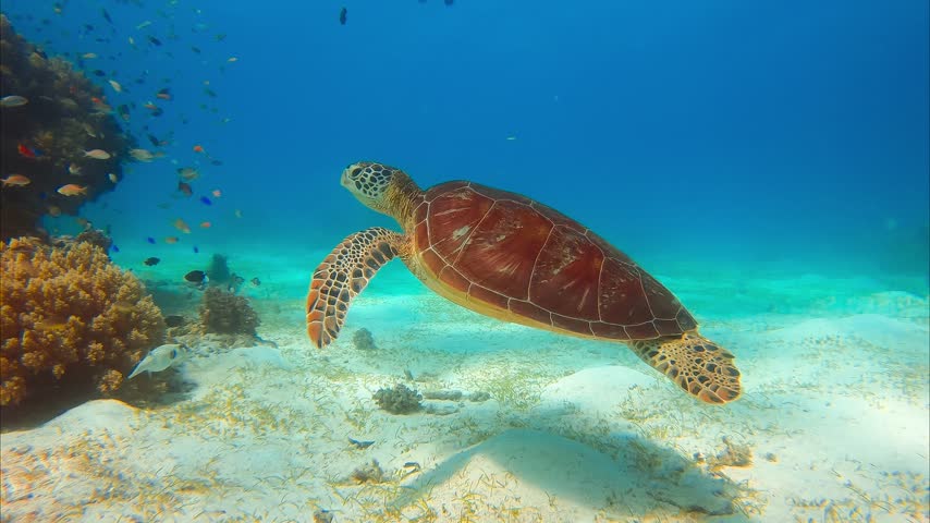 Turtle swims in turquoise water over the coral reef in tropical sea. Philippines underwater world. Underwater high quality 4k footage