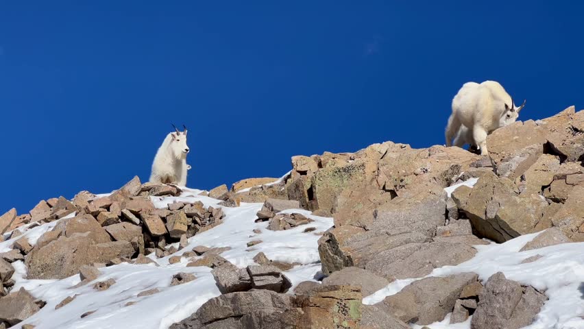 Rocky mountains goat family baby billie kids nannies Colorado crisp cool fresh blue sky clear air snowcap peaks summit high alpine wildlife nature Mount Evans Bierstadt Quandary Elbert Longs Pike