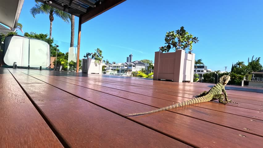 Lizard exploring a sunny deck in Australia