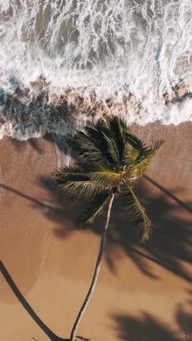 Vertical top view of lonely palm tree hanging over the wild beach. Big waves on the yellow sand. Beautiful tropical background