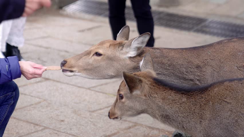 Two Nara Deer Reaching for Biscuits from Tourists