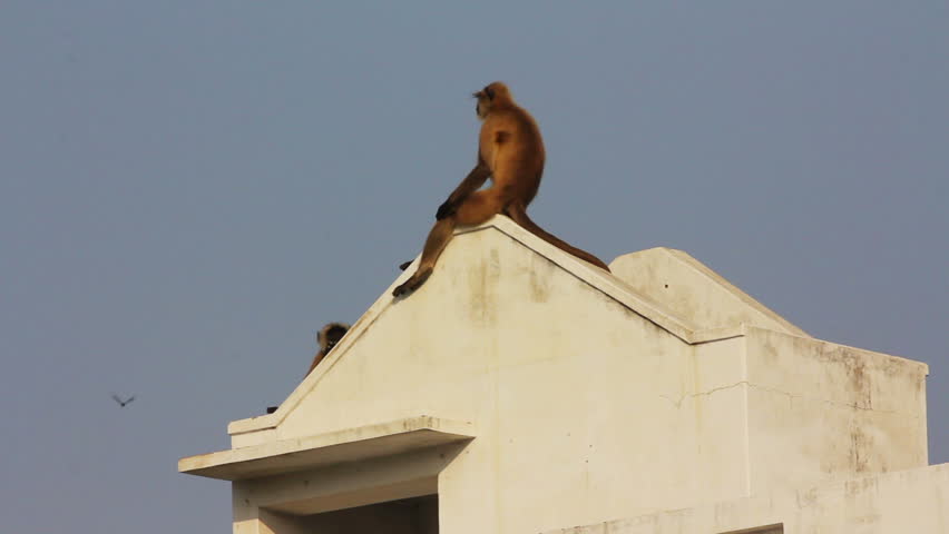 entellus monkeys on building top in Pushkar India