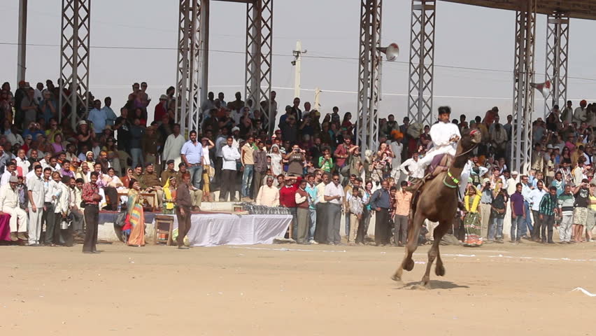 PUSHKAR, INDIA - NOVEMBER 21: Camel racing at Pushkar camel fair on November 21,