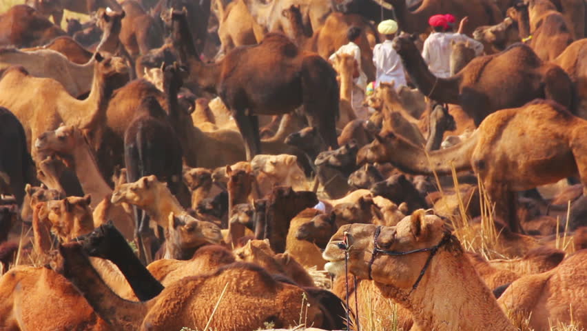 Pushkar Camel Fair - camels during festival