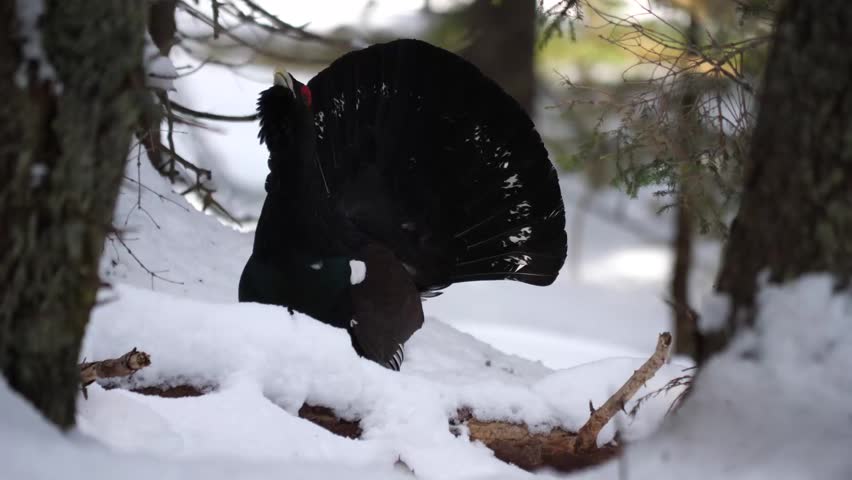 The western capercaillie (Tetrao urogallus), also known as the Eurasian capercaillie, wood grouse, heather cock, cock-of-the-woods, or simply capercaillie