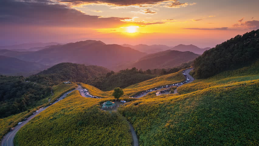 Hyperlapse aerial view of vibrant sunset over Tree Marigold field blossom with winding road on mountain hill at Doi Mae U Kho, Mae Hong Son, Thailand