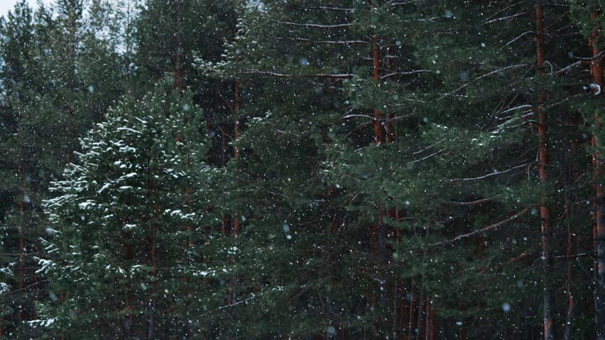 Snow gently falls on the lush pine trees in winter forest, creating a picturesque scene filled with tranquility and the beauty of nature during the cold season