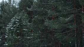 Snow gently falls on the lush pine trees in winter forest, creating a picturesque scene filled with tranquility and the beauty of nature during the cold season - Powered by Shutterstock - Get 15% off with code: PIKWIZARD15