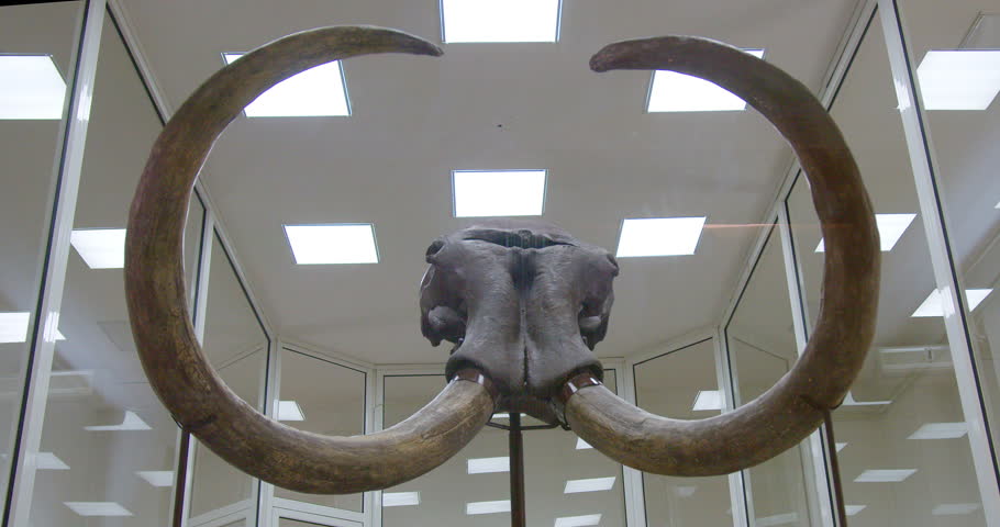 Discovering ancient mammoth remains in a natural history museum exhibit in the United States