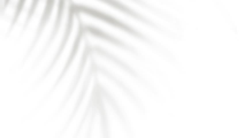 moving tree shade shadow on white background	