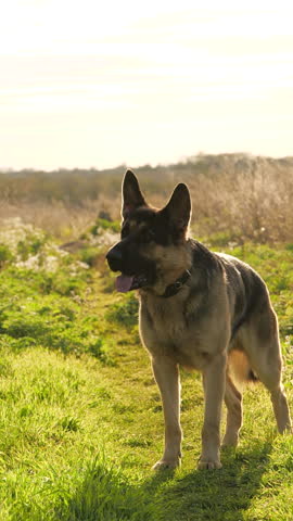 Purebred German Shepherd Dog Playing with Ball in Grass in Slow Motion. Summer Mood with Domestic Animal Playing Outdoors and Staring to the Camera