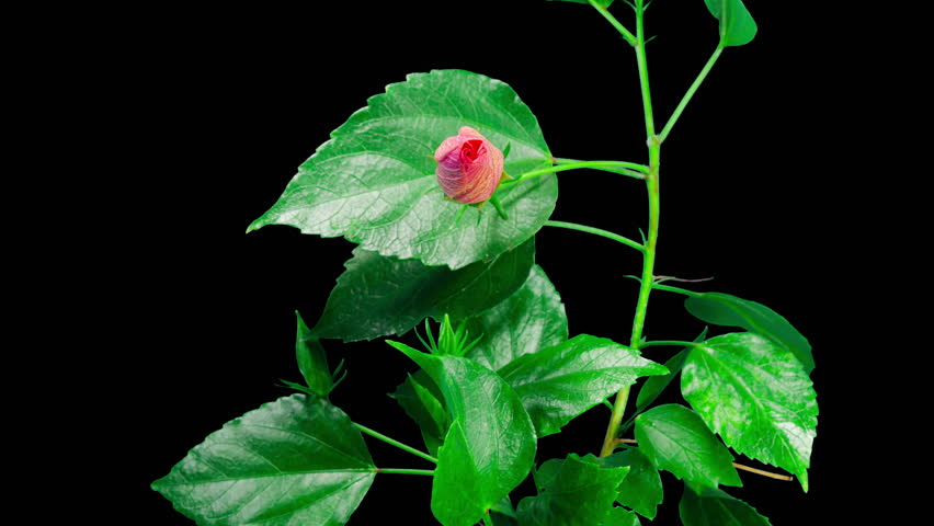 Hibiscus Flower Blooms. Bud Opens into a large Red Flower. Time Lapse of a Blooming Hibiscus Plant. Detailed Macro Timelapse of a Blossoming flower. Hibiscus Close Up with Alpha Matte