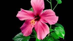 Hibiscus Flower Blooms. Bud Opens into a large Red Flower. Time Lapse of a Blooming Hibiscus Plant. Detailed Macro Timelapse of a Blossoming flower. Hibiscus Close Up with Alpha Matte - Powered by Shutterstock - Get 15% off with code: PIKWIZARD15