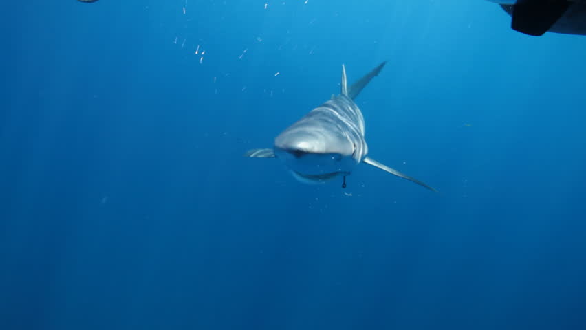 A blue shark (Prionace glauca) with a hook stuck in its mouth swims toward the camera, illustrating the issue of bycatch and the impact of indiscriminate fishing. 
