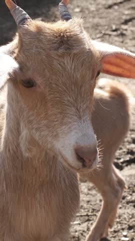 Charming baby goat playfully posing on a sunny farm