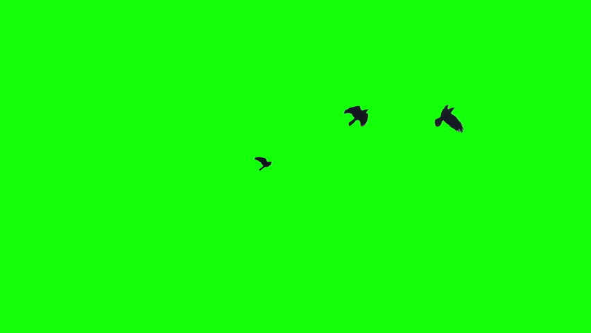 Three black bird flies from left to right. Chroma key green screen background. For compositing VFX
