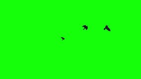 Three black bird flies from left to right. Chroma key green screen background. For compositing VFX - Powered by Shutterstock - Get 15% off with code: PIKWIZARD15