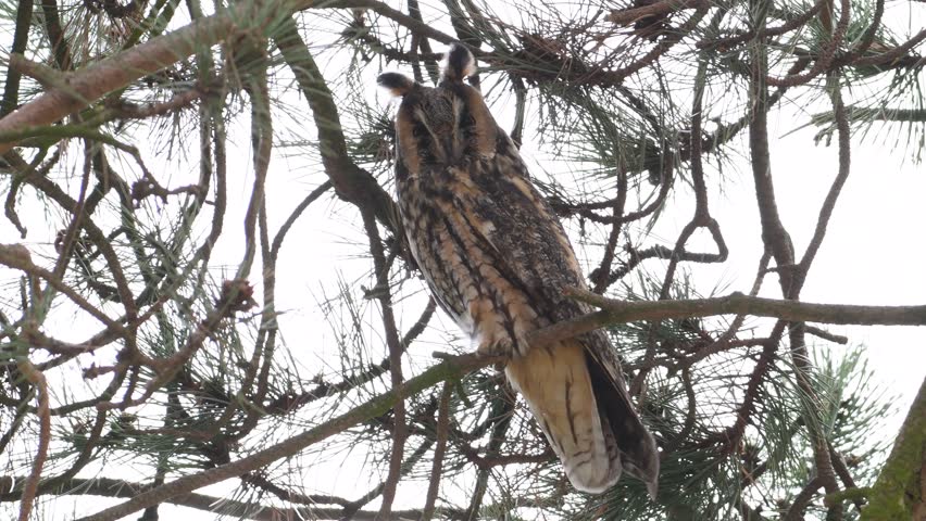 Kalous usaty aka Asia Otus aka Long-eared Owl perched on the tree branch in strong winds.