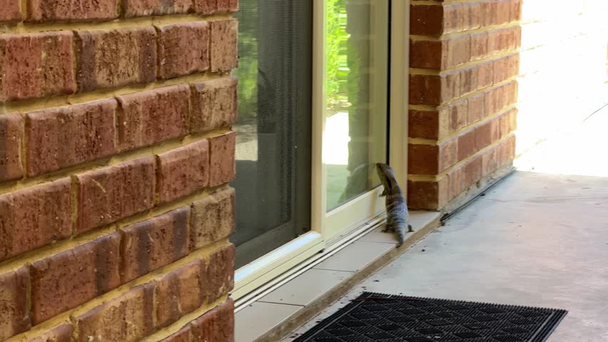 Australian blue-tongued lizard or skink from the genus Tiliqua climbs a glass door in search of insects