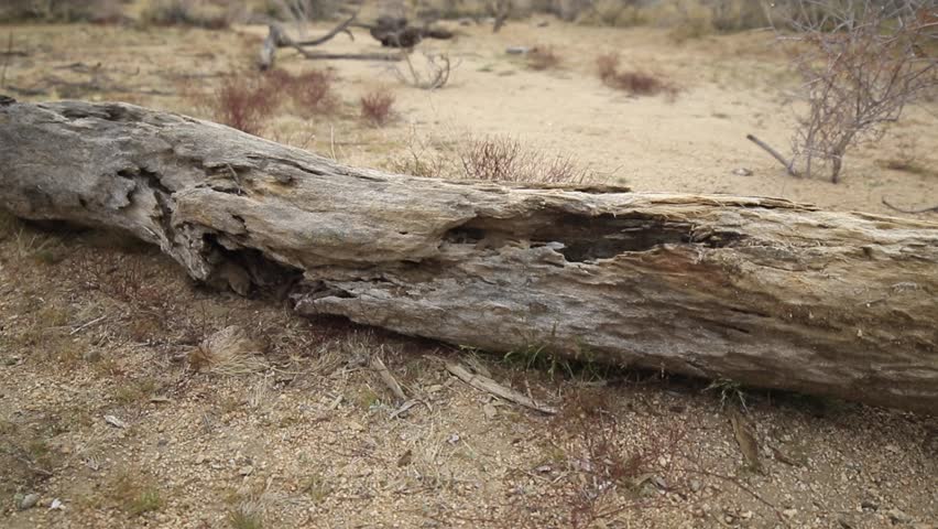 Scenic views of Joshua Tree National Park, California, featuring iconic Joshua trees, rocky formations, and desert landscapes under clear skies. A tranquil glimpse into the unique Mojave Desert.