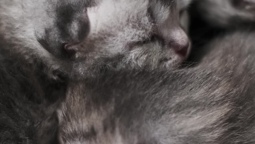 A gentle hand softly touches a group of six grey Scottish Fold kittens sleeping in a basket. Ideal for heartwarming pet and animal videos.