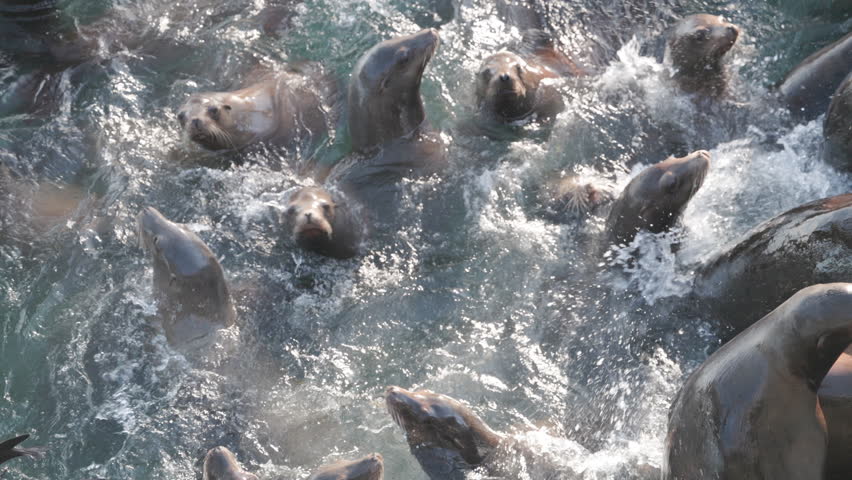 Seals swimming in Newport Oregon 4k
