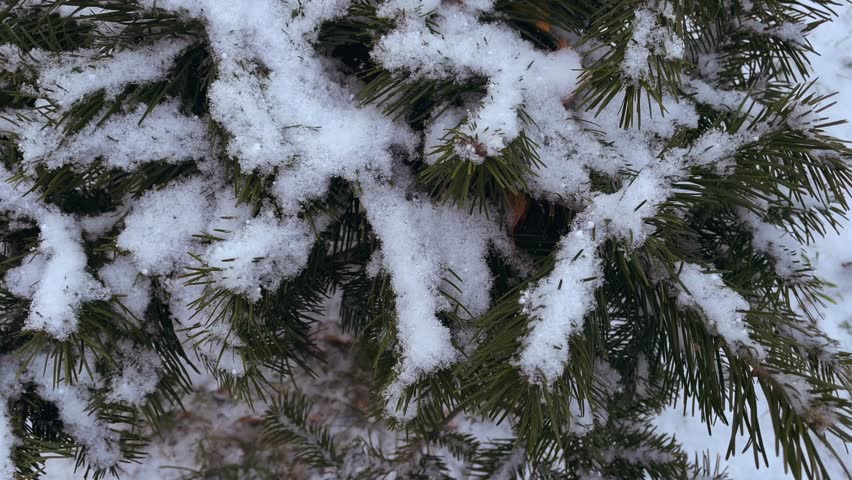 Christmas tree in the snow. Movement in a circle. Winter background.