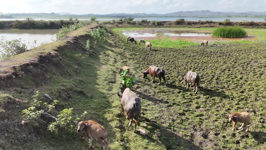 Villagers in the interior of Lombok, Indonesia mostly raise buffalo.  Buffalo are raised for sale and consumption of meat