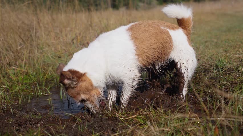 A Jack Russell Terrier digs energetically in a muddy field, displaying its natural curiosity and playful spirit. The muddy surroundings and the dog enthusiastic activity the joy of exploration.