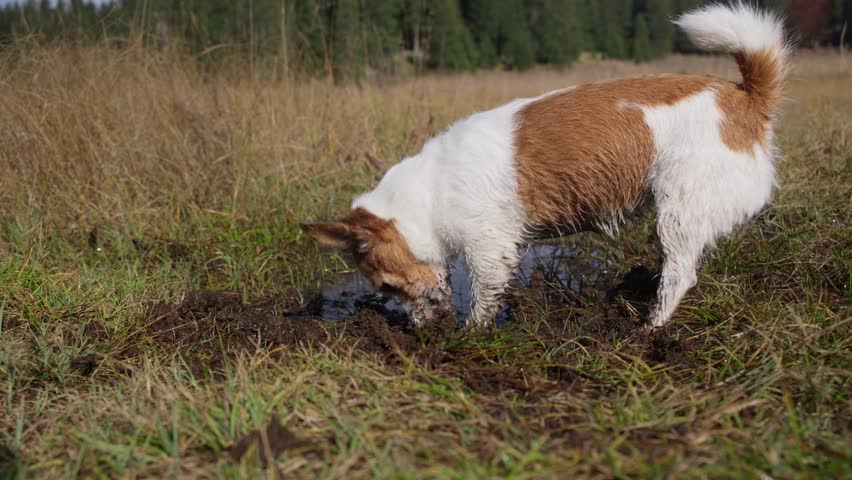 A Jack Russell Terrier digs in the dirt in a grassy field, showing its energetic and playful nature. The activity and the earthy surroundings emphasize the dog love for exploration.