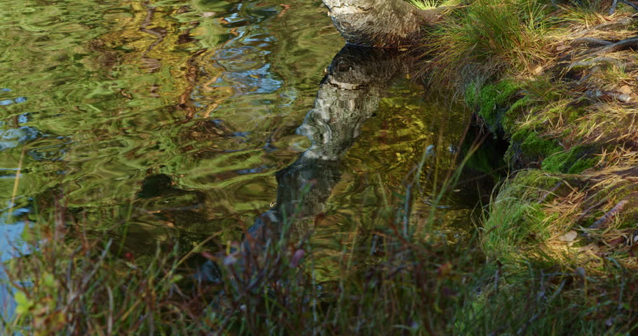 Peaceful Stream Water Reflection with Natural Grass and Moss on Riverbank. Abstract patterns of sunlight dancing on gentle flowing water create a mesmerizing nature scene