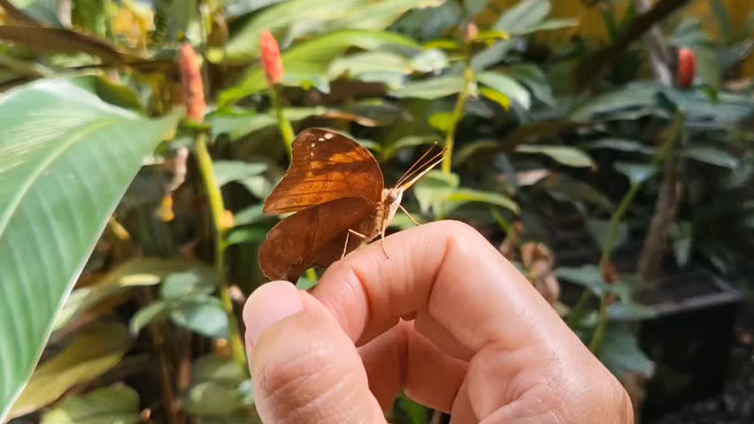 A butterfly landed on someone