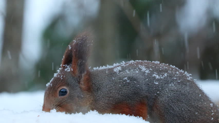 red squirrel animal on ground feed snowfall watch alert winter sciurus vulgaris natural world norway
