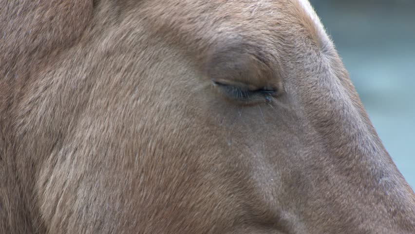 Horse head and eye. Close-up portrait. Brown Horse profile Animal fur